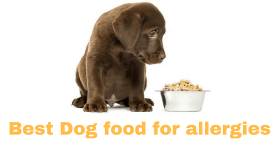 Best Dog food for allergies